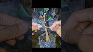 Part 1 Cara Mudah pengikatan Grafting pada sambung bonggol grafting graftingexamples [upl. by Acinorehs704]