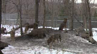 Red Wolf Pack Howling [upl. by Hajar]