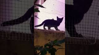 Görevimiz tehlike instagood kittens kitty cat cute funny animals [upl. by Anemolif]