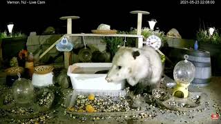 FUNNY OPOSSUM  POSSUM eating video My backyard wild animals  opossum Opossums feeder [upl. by Claudina]