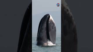 Meet the Whale That Has Seen Centuries The Bowhead Whale [upl. by Etolas]