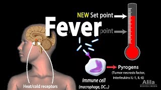 Induction of Fever Control of Body Temperature Hyperthermia Animation [upl. by Atinar570]