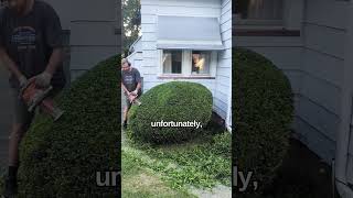 The GRUMPY Neighbor satisfying landscape gardening shorts [upl. by French]