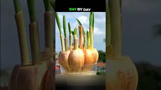 Growing Garlic With Just a Few Plastic Bottles Great Results garden gardening garlic [upl. by Mateo]