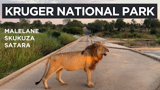 Kruger National Park  The Kruger Catwalk [upl. by Ylelhsa290]