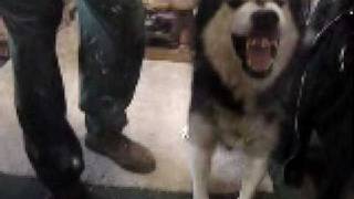 Alaskan Malamute Growl [upl. by Nuahsad]