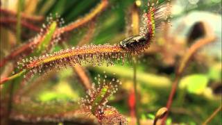 Drosera capensis quotRedquot in Action [upl. by Eniksre]