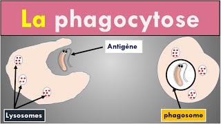 2 min pour comprendre La Phagocytose [upl. by Piscatelli]