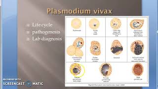 Parasitology 075 f Plasmodium Malaria Gametogony Human RBC gametes Gametocytes [upl. by Eitteb]