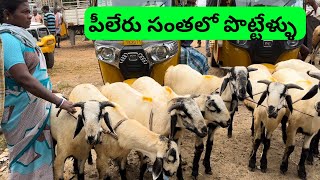 పీలేరు సంతలో పెద్ద పొట్టేళ్ళు [upl. by Rachelle]