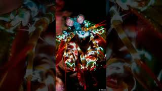 Mantis Shrimp  The Underwater Boxer shortsvideo viralvideo shortsviral factsinhindi facts [upl. by Phelgon]