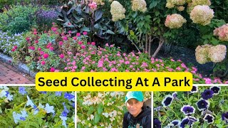 Collecting Petunia Begonia Browallia Seeds [upl. by Blaise]