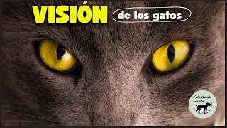 ¿Cómo Ven el Mundo los Gatos 👀🙀 Los gatos ven el mundo de una manera diferente [upl. by Hathaway]