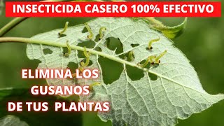 SOLUCIÓN DEFINITIVA a PLAGAS e INSECTOS con este INSECTICIDA CASERO de 4 componentes [upl. by Eadahs]