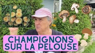 Pourquoi jai des champignons sur mon gazon  capsule horticole [upl. by Arley]