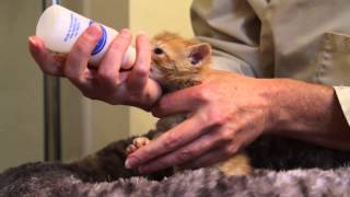 Orphaned Kitten Care How to Videos  How to Bottle Feed an Orphaned Kitten [upl. by Goles412]