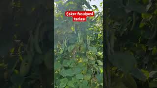 Trabzon Şeker fasulyesi tarla kontrolü agriculture fasulye beans tarla tarım ziraat çiftçi ￼ [upl. by Jumbala]