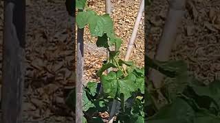 my loofah plants grown from seed [upl. by Relyuc]