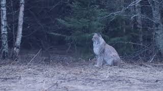 Eurasian lynx in rain [upl. by Blumenfeld]