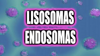 ENDOSOMAS Y LISOSOMA TODO SOBRE ESTE TEMA👀👀👀 [upl. by Loma375]