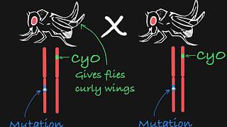 Balancer Chromosomes Explained [upl. by Aliet382]