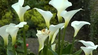 Zantedeschia aethiopica [upl. by Radack]