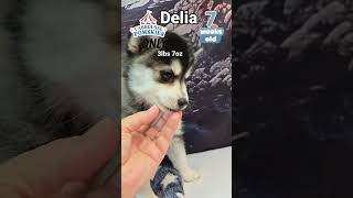 Delia the 7 week old pomsky puppy is 7 weeks of age  just one more week [upl. by Ornas]