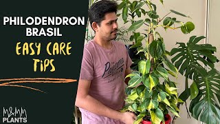 Philodendron Brasil Care Tips  Complete Care Guide To Keep Philodendron Healthy [upl. by Enomrej]