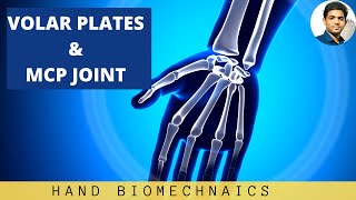 VOLAR PLATES amp METACARPOPHALANGEAL JOINT MCP Hand Biomechanics [upl. by Alyacim]