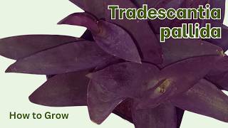 How to Grow Tradescantia pallida [upl. by Aikemet]