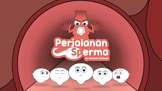 Perjalan Sperma  Animasi Edukasi [upl. by Dlorrej]