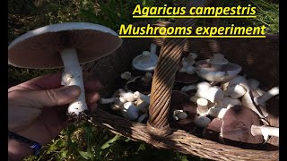 Mushrooms experiment Agaricus campestris [upl. by Rustie]