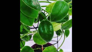 Lets take a peek to my Hoya Ciliata [upl. by Mulligan60]