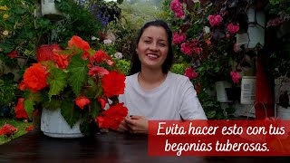 Evita hacer esto con tus Begonias Tuberosas para que no se mueran y florezcan mucho  Jardín Diaz [upl. by Ylas159]