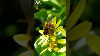 AwA Critter Clip European Honey Bee with Corbiculae shorts bee bug [upl. by Arrej]