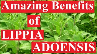 Benefits of LIPPIA LEAVES [upl. by Nazar]