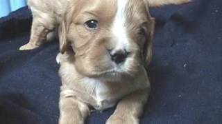 Cavalier King Charles Spaniel Puppies  3 Weeks Old [upl. by Joellen200]