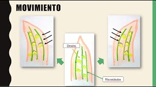 ✅ CONHEÇA TODOS OS TIPOS DE EXTENSÃO DE CÍLIOS [upl. by Enyrehtak]