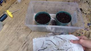 Planting D Binata Multifida Root Cuttings [upl. by Saraann458]