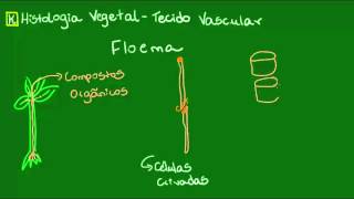 Floema  Botânica  Biologia [upl. by Nohtiek]