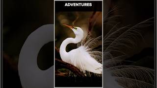 Prenatal Communicator • Beautiful EGRET  shorts shortsvideo shortsfeed ytshorts birds egret [upl. by Agler]