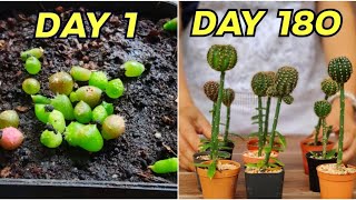 Amazing Growing Grafting Cactus Seedlings By Pereskiopsis StepByStep Its so easy [upl. by Vince295]