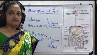 Absorption Assimilation and Egestion  A Complete process of digestive system Absorption [upl. by Urbai]