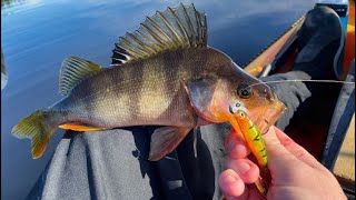 Fishing for Redfin Perch Duddings Lake Manawatu [upl. by Naahsar]