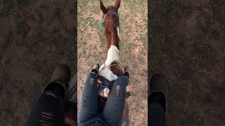 😘 animalshorts horse singer [upl. by Rayham]