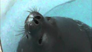 weddell seal [upl. by Acirtal]