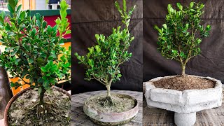 Boxwood Bonsai Tree Care 2021Samaresh Bonsai [upl. by Garvin20]