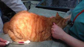 Quadriceps Intramuscular Injection in a Cat to AVOID PARALYSIS [upl. by Htaeh]