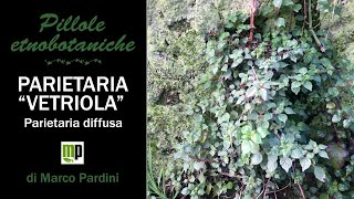 Pillola etnobotanica  La Parietaria o Vetriola [upl. by Macmillan]