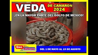 VEDA DE CAMARON 2024 [upl. by Ballard]